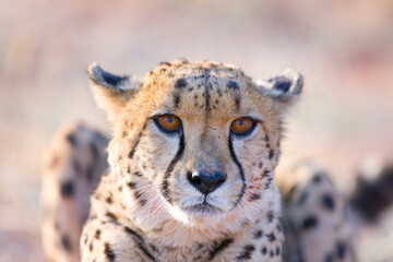 GUEPARDO (Acinonyx jubatus), Namibia, África, Fauna de África