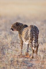 GUEPARDO (Acinonyx jubatus), Namibia, África, Fauna de África