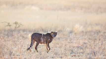 GUEPARDO (Acinonyx jubatus), Namibia, África, Fauna de África