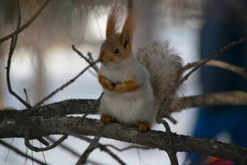 The squirrel is sitting on a pine branch.