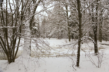 Winter forest landscape with snowy trees