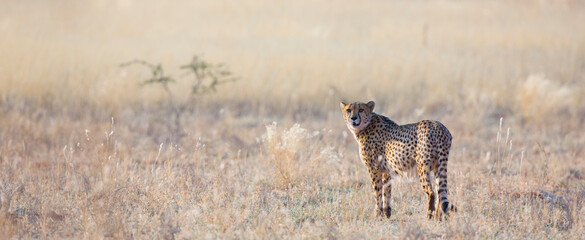 GUEPARDO (Acinonyx jubatus), Namibia, África, Fauna de África