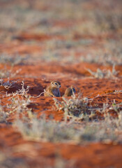 ARDILLA TERRESTRE  (Xerus inauris), Namibia, África, Fauna de África