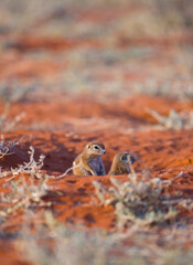 ARDILLA TERRESTRE  (Xerus inauris), Namibia, África, Fauna de África