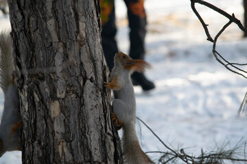 The squirrel climbs up the trunk.