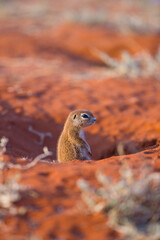 ARDILLA TERRESTRE  (Xerus inauris), Namibia, África, Fauna de África