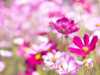 Obraz premium Close up petal pink cosmos blooming over clear blue sky.