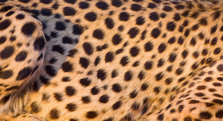 GUEPARDO (Acinonyx jubatus), Namibia, África, Fauna de África