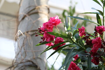 pink flowers in a garden