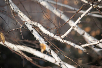 Birch tree.
