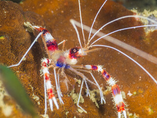 Boxer shrimp on a hard coral (Mergui archipelago, Myanmar)