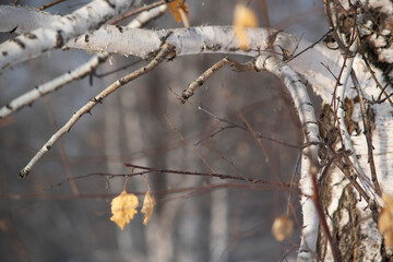 Birch tree.
