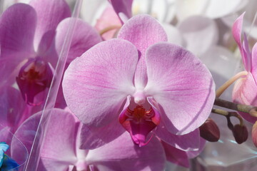 Blühende Orchideen, (Orchidaceae) auf einem Blumenmarkt, Deutschland