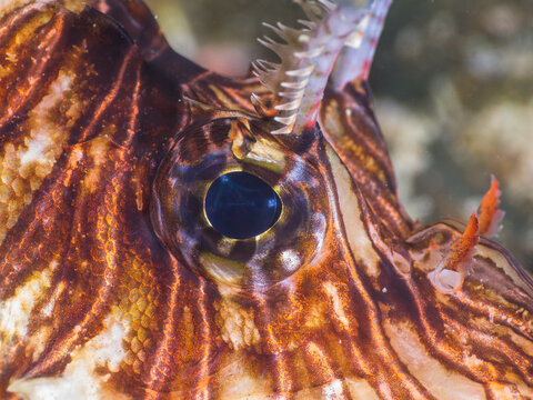 Eye of common lionfish (Mergui archipelago, Myanmar)