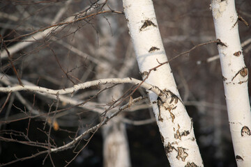 Birch tree.
