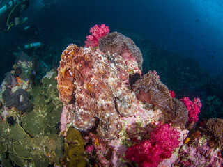 Naklejka na ściany i meble Huge octopus camouflaging to a rock in a coral reef (Mergui archipelago, Myanmar)