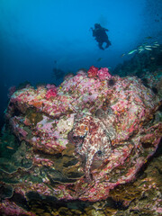 Fototapeta na wymiar Camouflaging octopus and scuba divers in a coral reef (Mergui archipelago, Myanmar)