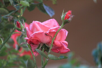 pink rose of grass