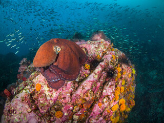 Huge octopus and schooling fusilier in a coral reef (Mergui archipelago, Myanmar)