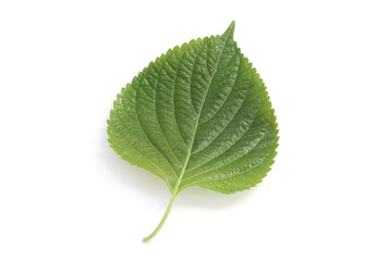 Obraz premium エゴマの葉