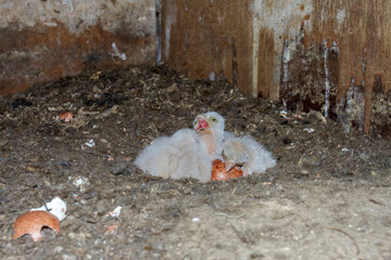 Turmfalke (Falco tinnunculus) Junge im Nistkasten