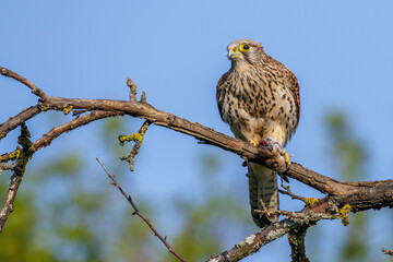 Turmfalke (Falco tinnunculus) Weibchen