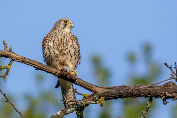 Turmfalke (Falco tinnunculus) Weibchen