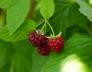 Ripe raspberry in the fruit garden