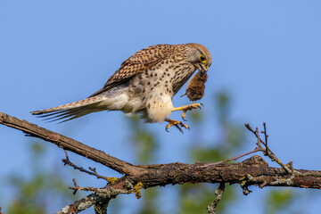 Turmfalke (Falco tinnunculus) Weibchen