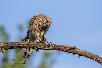 Turmfalke (Falco tinnunculus) Weibchen