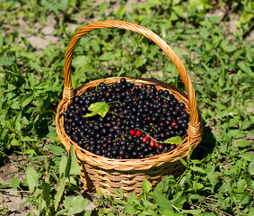 Fototapeta na wymiar Freshly picked black currants in basket