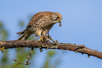 Turmfalke (Falco tinnunculus) Weibchen