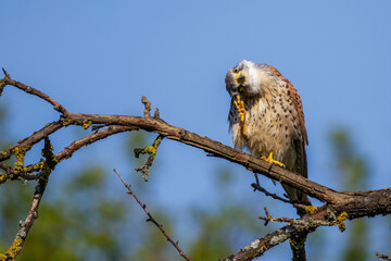 Turmfalke (Falco tinnunculus) Männchen