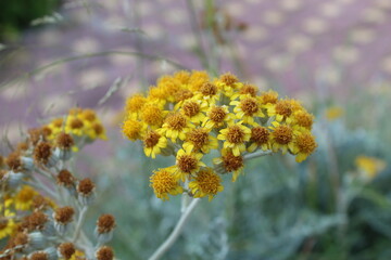 flowers in the forest