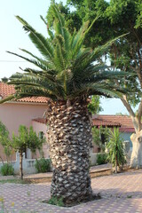 palm tree in the street