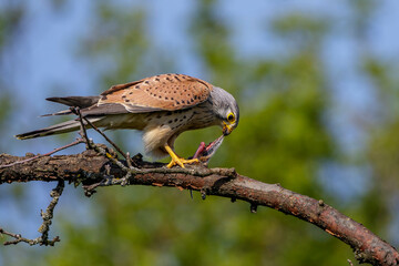 Turmfalke (Falco tinnunculus) Männchen
