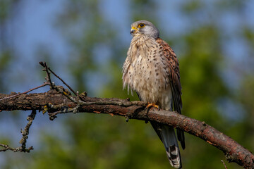 Turmfalke (Falco tinnunculus) Männchen
