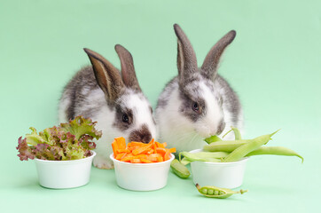 feeding and breeding pets. small baby rabbit, bunny eating fresh juicy cabbage, lettuce, carrots,...