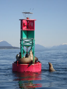 Alaska Harbor Seals - Alaska Marine Mammal Images