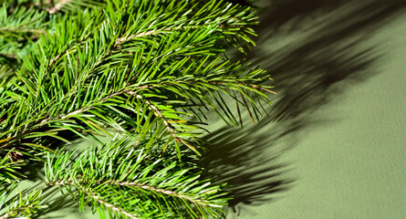 Green branches of pine and spruce lie on a green background, close-up, all the needles are visible.