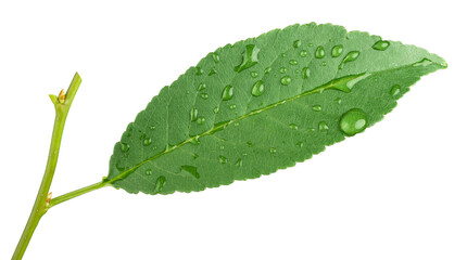 Green leaf with water drops isolated on white