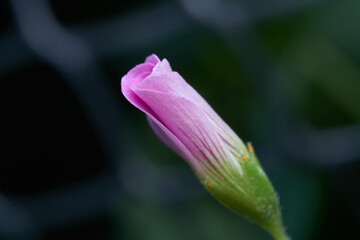 Small closed pink flower on green background