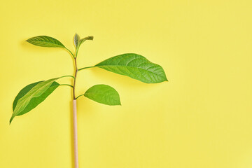 Drinking tubes made of paper and cornstarch, biodegradable material and eco paper glasses with green sprout leaves on yellow trend color 2021 background. Zero waste and plastic free concept. Top view.