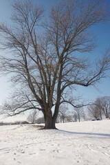 Solitary Tree in Snow Field