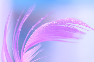 Dew water droplets on a purple feather, blue background. Gentle spring abstract macro of nature. Selective focus.