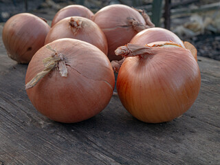 Fresh onions on wooden background