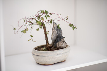Little bonsai tree on the shelf