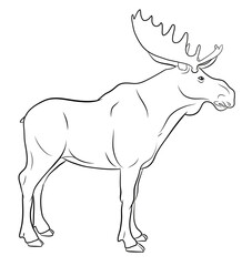 Coloring book for children, black and white image of a wild animal, elk.