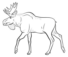 Coloring book for children, black and white image of a wild animal, elk.