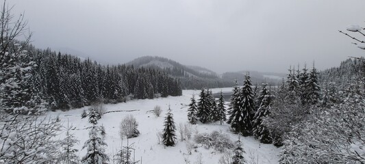 snow covered trees